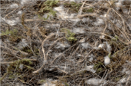Animal, Vegetable and Moss Mixed Nesting Material 