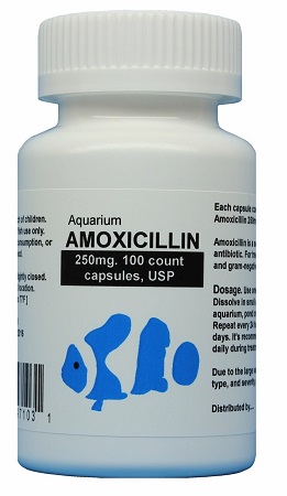 Aquarium Amoxicillin Capsules 250mg - Avian Medications - Lady Gouldian Finch Supplies - Glamorous Gouldians