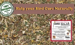 Avian Holistic Herbal Bird Salad - Lady Gouldian Finch Supplies - Glamorous Gouldians