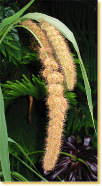 Lady Gouldian Finch - California Golden Spray Millet - Finch Food - Lady Gouldian Finch Supplies USA