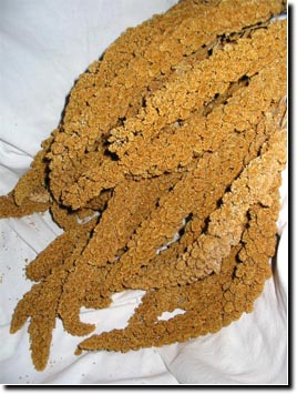 Lady Gouldian Finch - California Golden Spray Millet - Finch Food - Glamorous Gouldians