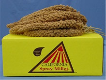 Lady Gouldian Finch California Millet-Golden Spray Millet grown in California-Lady Gouldian FinchSupplies USA