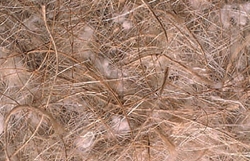 Sisalfibre CSJC06 - Coconut, Sisal, Jute and Cotton Mixed Nesting Material - Bird Breeding Nesting Materials