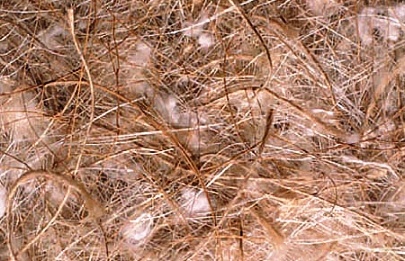 Sisalfibre SJC05-Cotton Jute and Sisal Mixed Nesting Material - Breeding Birds - Glamorous Gouldians USA