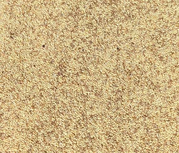 Lady Gouldian Finch Austerity Blend-Custom Seed Mix-Lady Gouldian Finch Supplies USA-Glamorous Gouldians