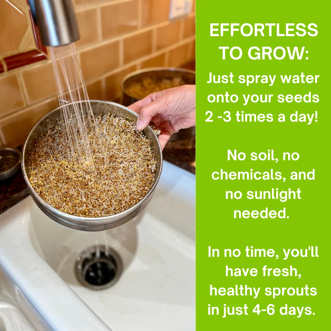 ZestiGreens Stainless Steel three-tier sprouting kit!  Free Sprouts and a Food Scraper included