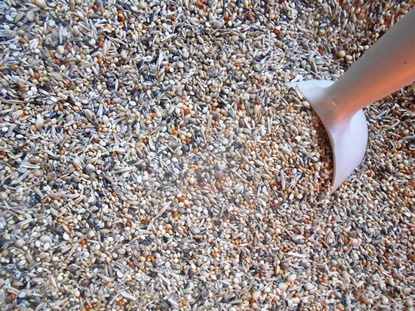 Terris Millet Mix  gouldian finch seed mix, lady gouldian finch breeding diet, lady gouldian finch food, Gouldian Finch Seed Mix, breeding diet for finch, seed mix with grass