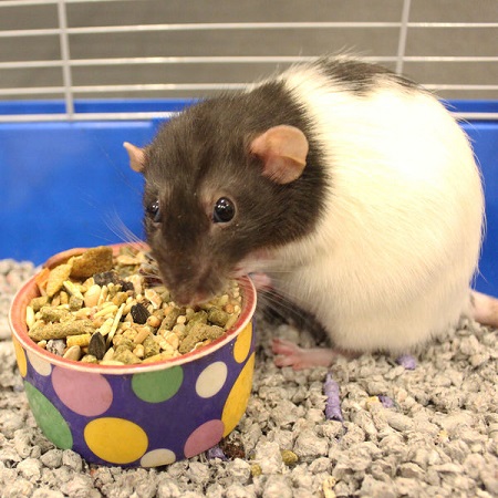 Vita Prima Rat & Mouse Food - sunseed-vitaprima-rat-mouse
