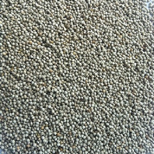 White Perilla Seed-Canary Breeding Supplies-Lady Gouldian Finch Supplies USA-Glamorous Gouldians 