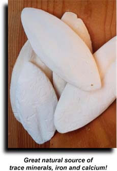 Prevue Pet 1147-5lb box of Large cuttlebone-Cuttlebones measure approx. 6" long (max)-Glamorous Gouldians