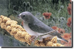 California Golden Spray Millet-Lady Gouldian Finch Supplies USA-Glamorous Gouldians