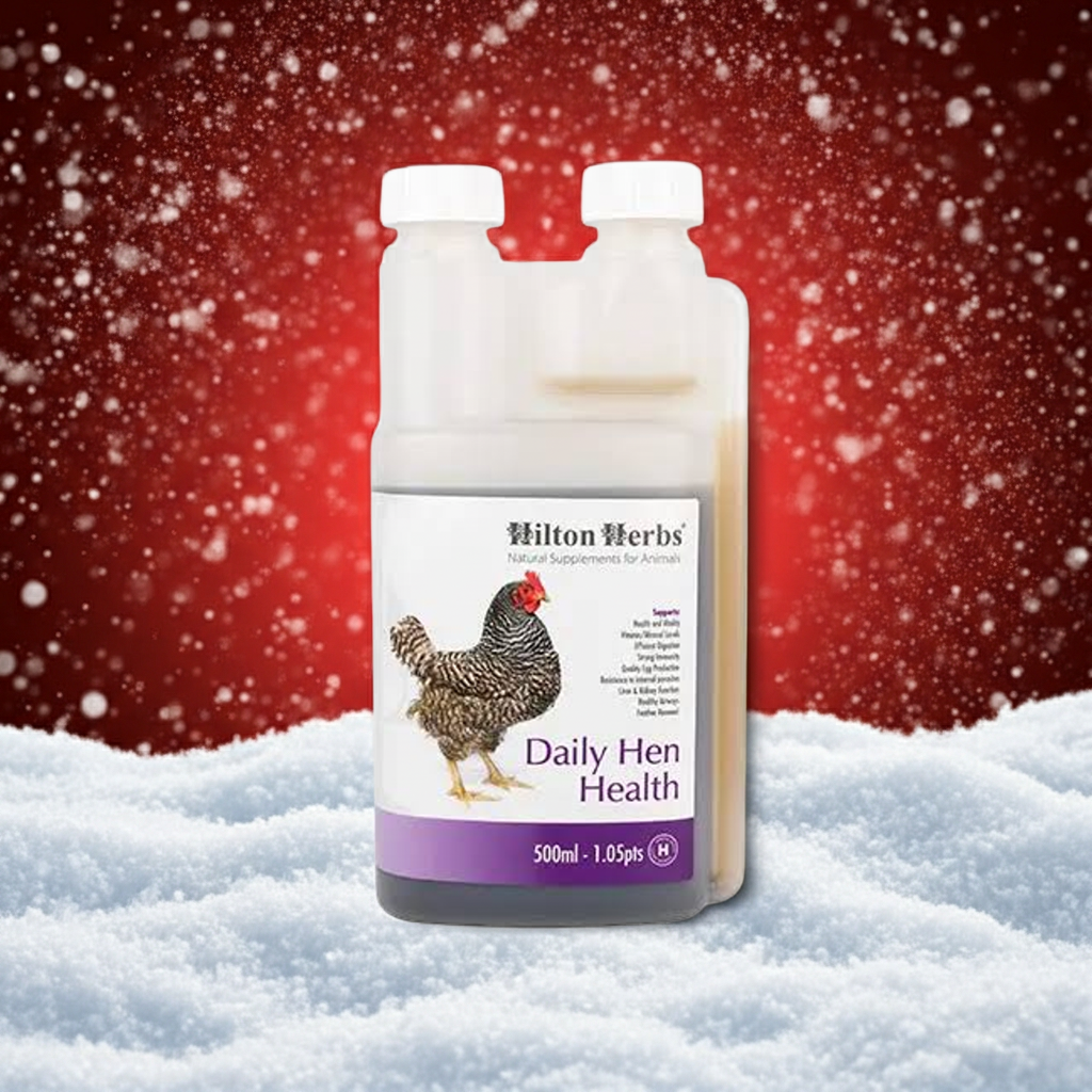 Hilton Herbs Daily Hen Health - Herbal support supplement for breeding hens - 500ml