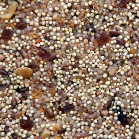 Higgins African Sunset-Closeup-Cooked Meals for Birds-Bird Food-Glamorous Gouldians