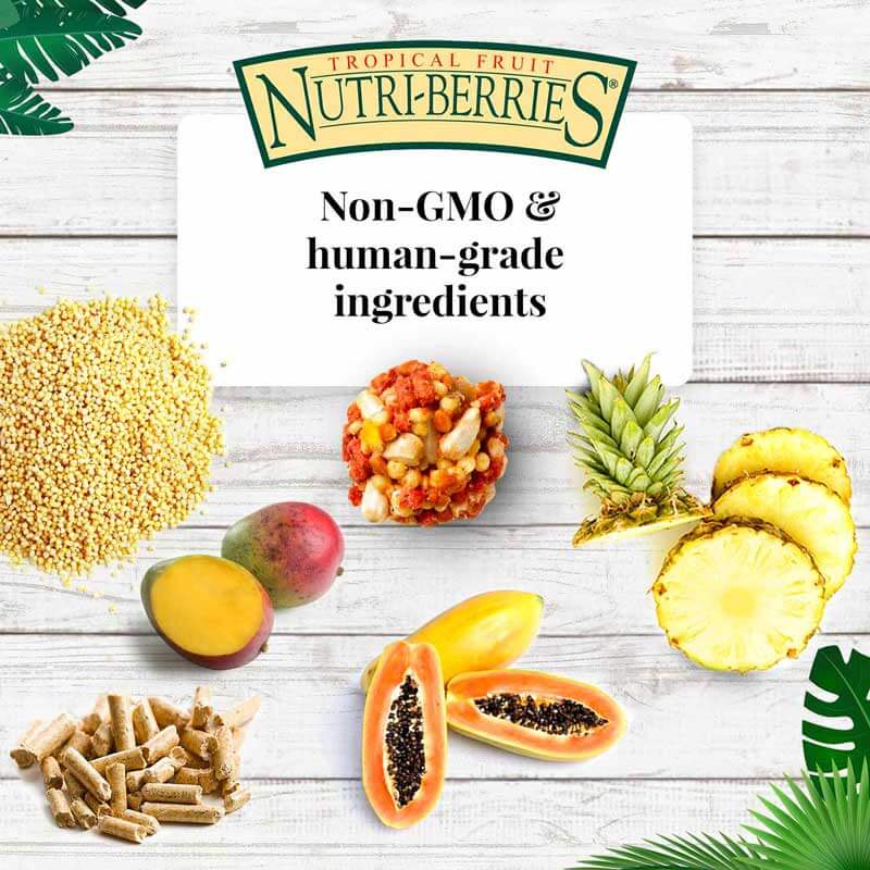Lafeber Tropical Fruit Nutri-Berries for Conures 10oz - Non GMO Bird Food - Lady Gouldian Finch Supplies 