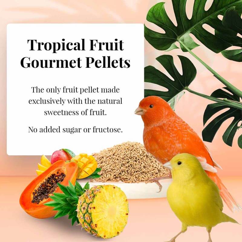 Lafeber Tropical Fruit Canary Pellets-Canary Food-Non GMO Pellet- Canary Supplies-Glamorous Gouldians