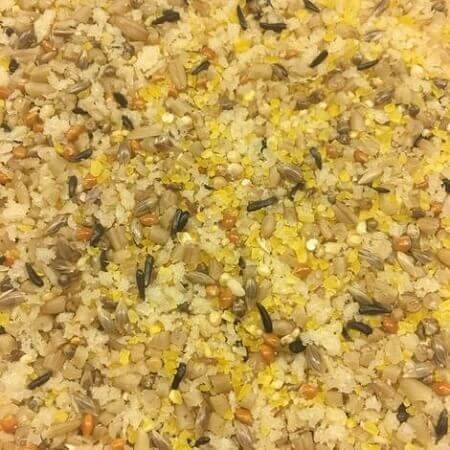 Morning Bird Miracle Meal - Lady gouldian finch softfood - Close up view - Glamorous Gouldians