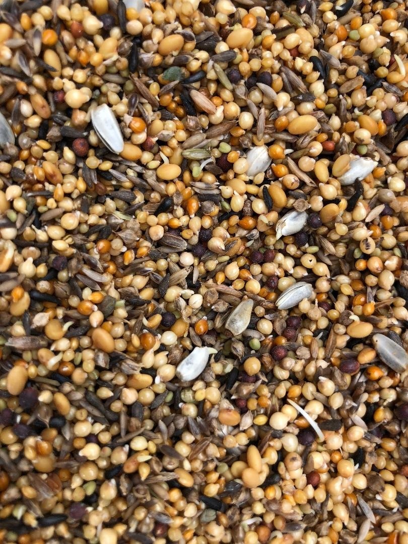 Sprouting mix just starting to chit, 24 hours of sprouting - close up photo