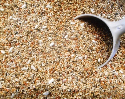 Sprouting Seed Mix - Lady Gouldian Finch Sprouts - Bird Food