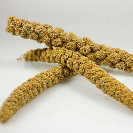 Sunseed Spray Millet - 7oz bag - Bird Food - Bird Treat - Lady Gouldian Finch Supplies USA - Glamorous Gouldians