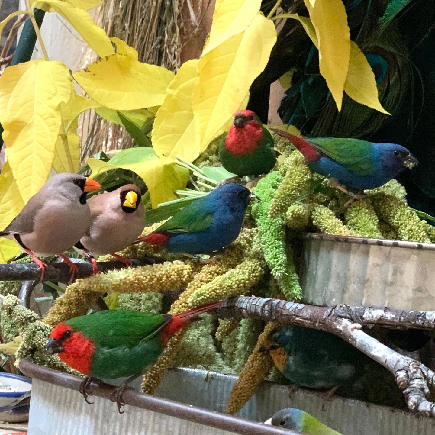 Ladygouldianfinch.com - Tina Billings photo of parrot finches, grass finch, and java finch - Glamorous Gouldians