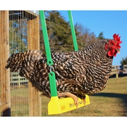 The Chicken Swing by Foul Play - Reduces coop boredom and brings smiles to the people that care for chicken and fowl