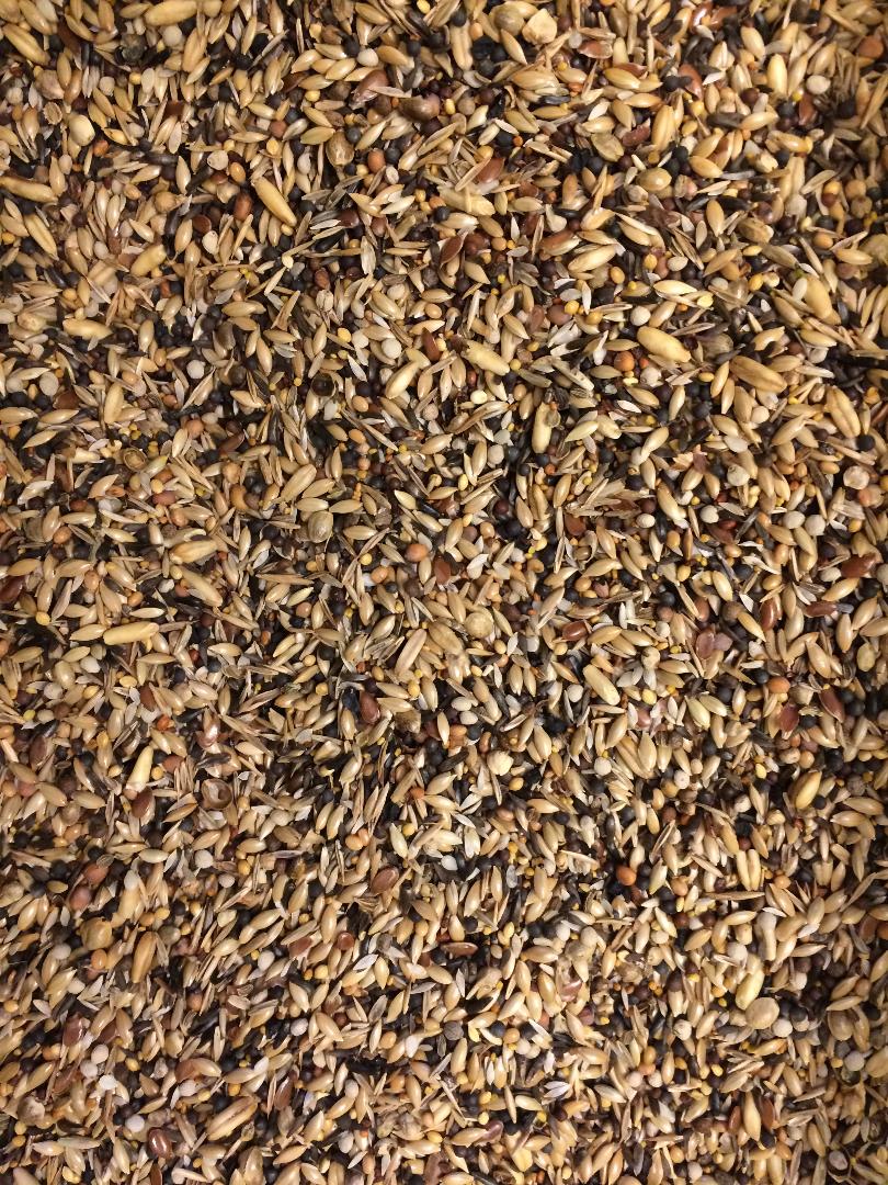 Terri Canary Breeding Seed Mix with White perilla - Fresh clean seed for breeding canaries - Glamorous Gouldians