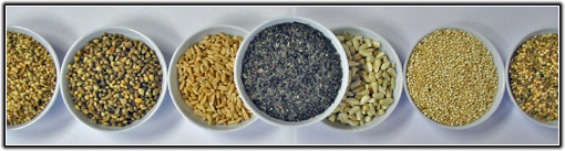 Lady Gouldian Finch Foods - Lady GouldianFinch Supplies USA